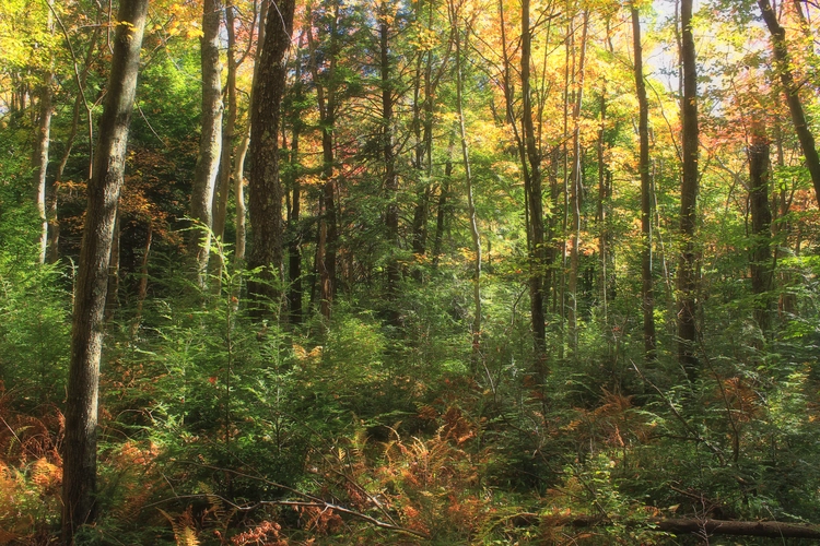 Shrub Swamp Trail Loop