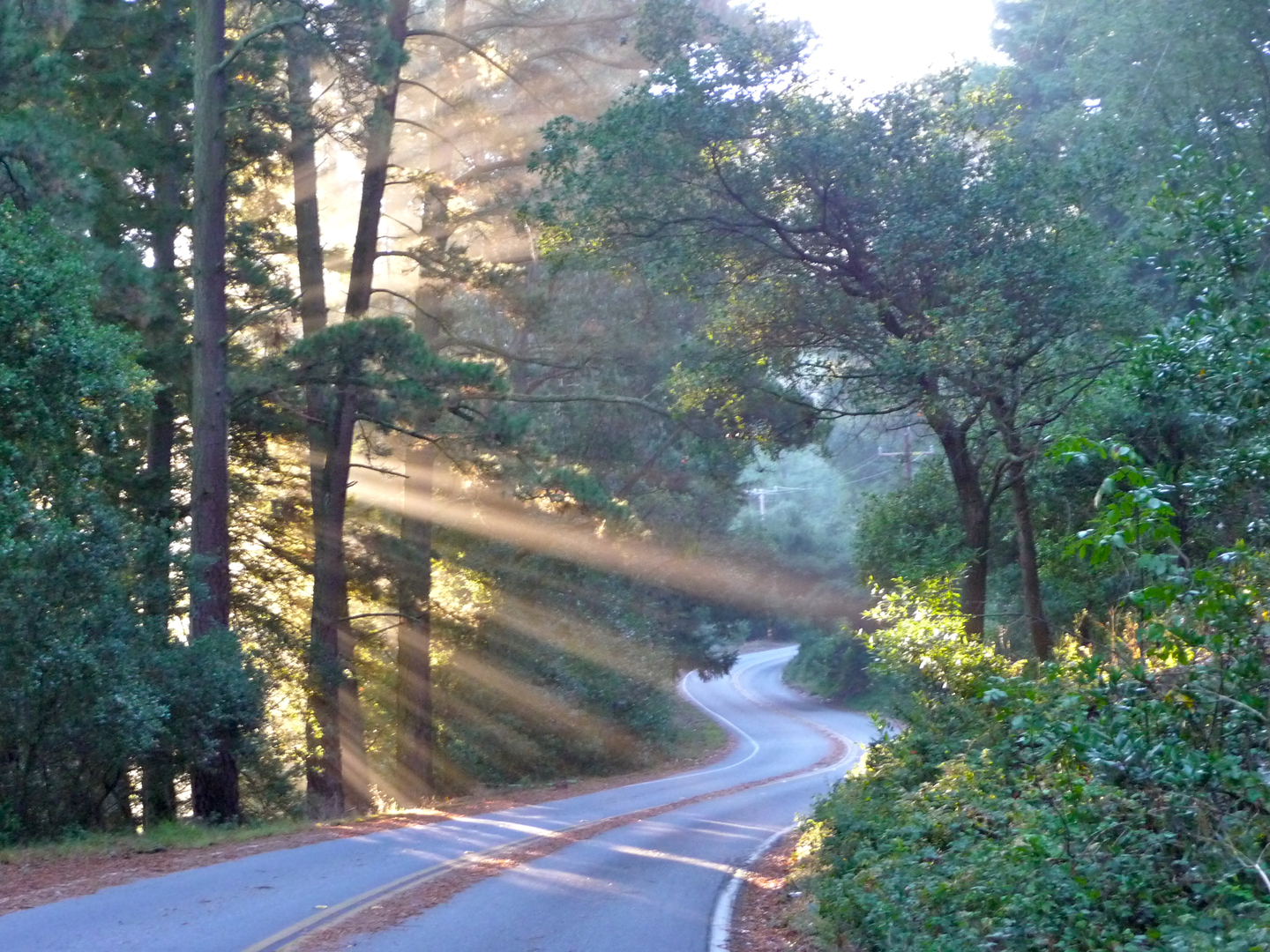 An image depicting the trail Grizzly Peak Trail and its surrounding area.