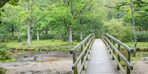 An image depicting the trail Brockenhurst Village Walk and its surrounding area.