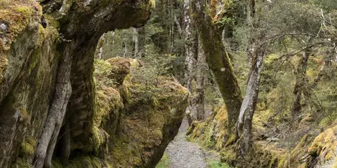 An image depicting the trail Haast Pass Lookout Track and its surrounding area.