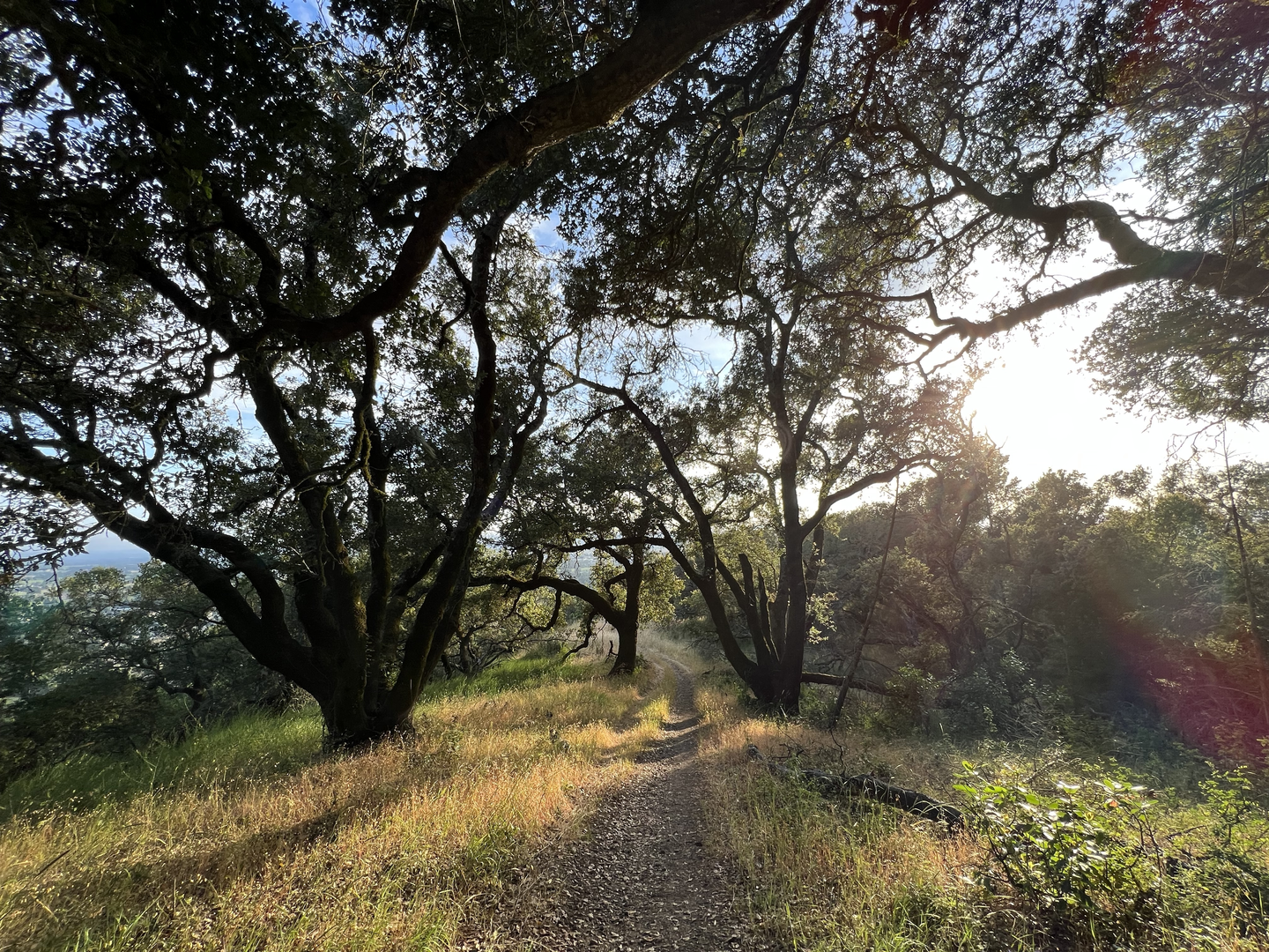 An image depicting the trail Creekside and Big Leaf Loop Trail - Shiloh Ranch Regional Park and its surrounding area.