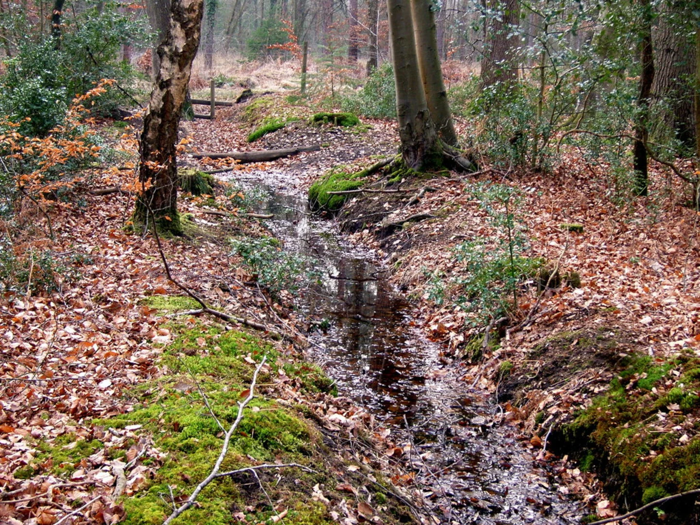 An image depicting the trail Costicles Enclosure Loop and its surrounding area.