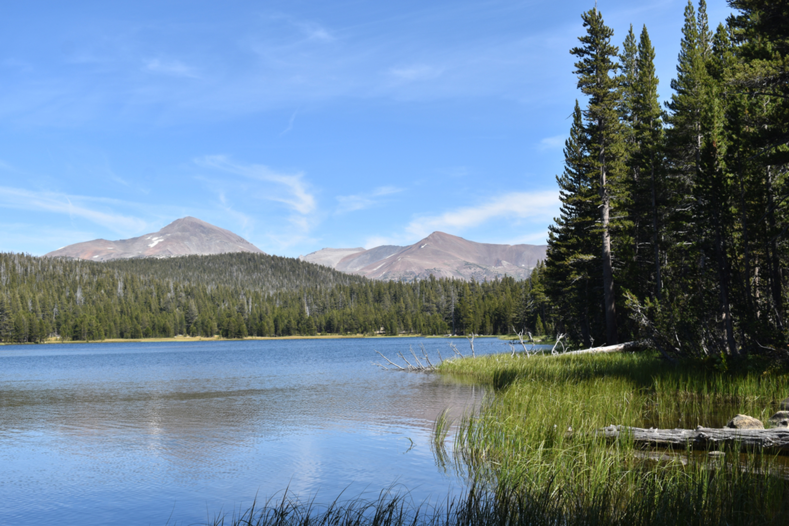An image depicting the trail Dog Lake Trail and Lembert Dome Horseshoe Trail and its surrounding area.