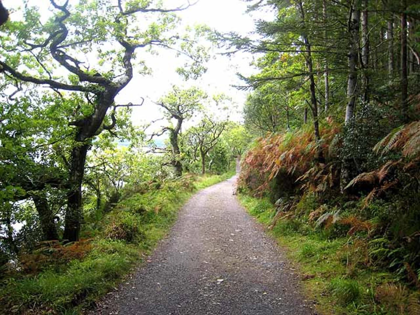 An image depicting the trail Slishwood - Forest Walk and its surrounding area.