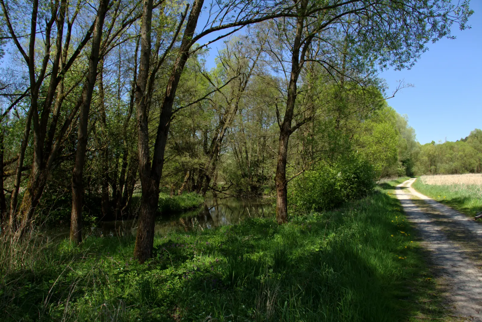 An image depicting the trail Petersberg and its surrounding area.