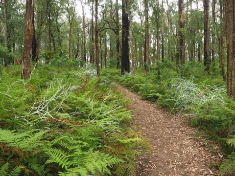An image depicting the trail Toolangi Sculpture Trail and its surrounding area.