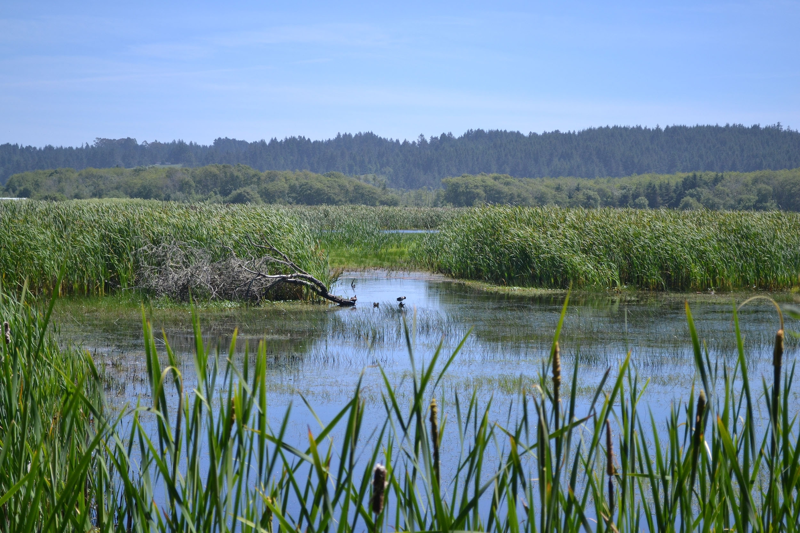An image depicting the trail Hookton Slough Trail and its surrounding area.