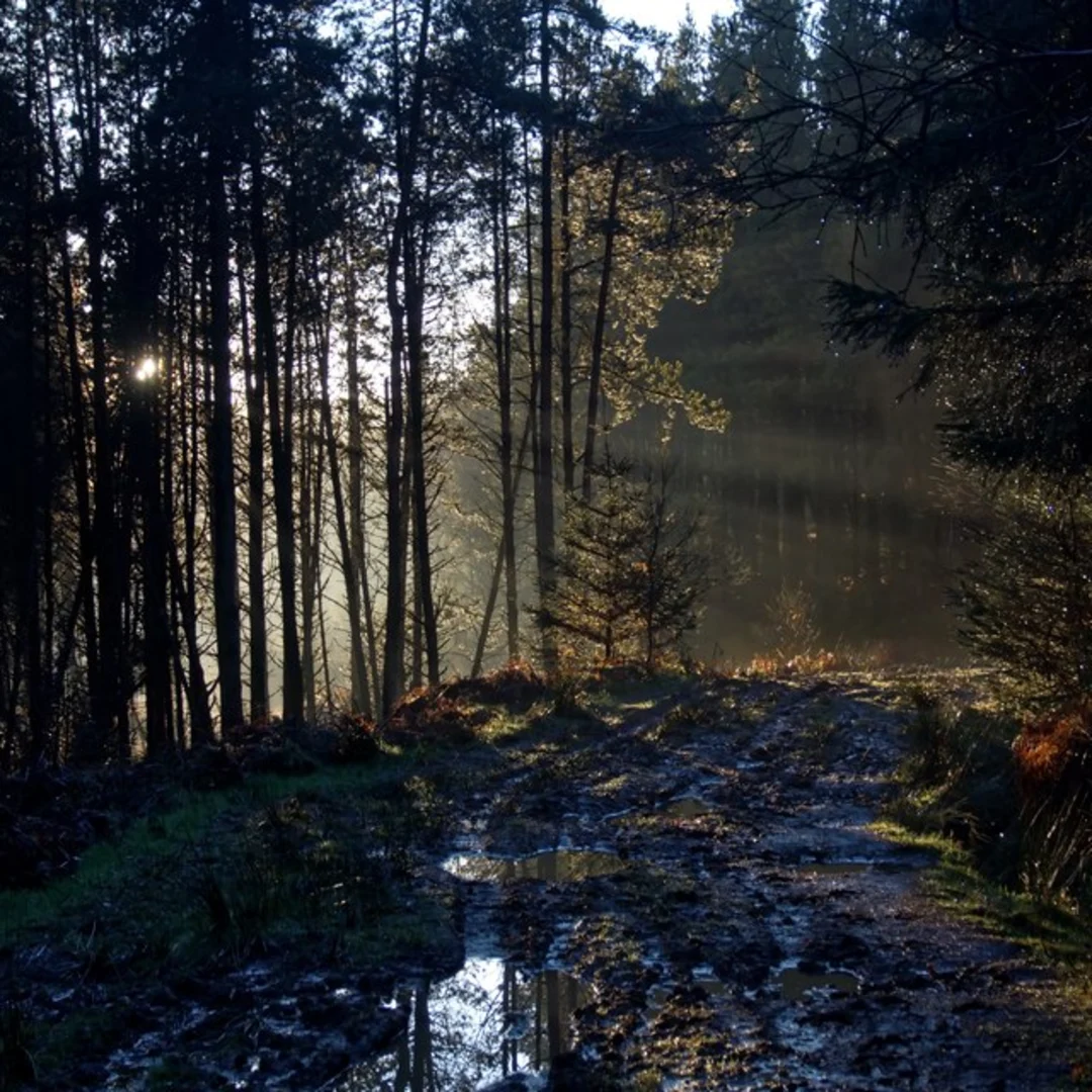 An image depicting the trail Clay Bank Loop and its surrounding area.