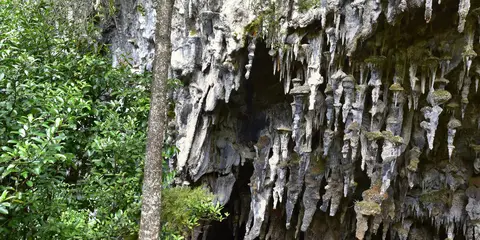An image depicting the trail Rawhiti Cave Track and its surrounding area.