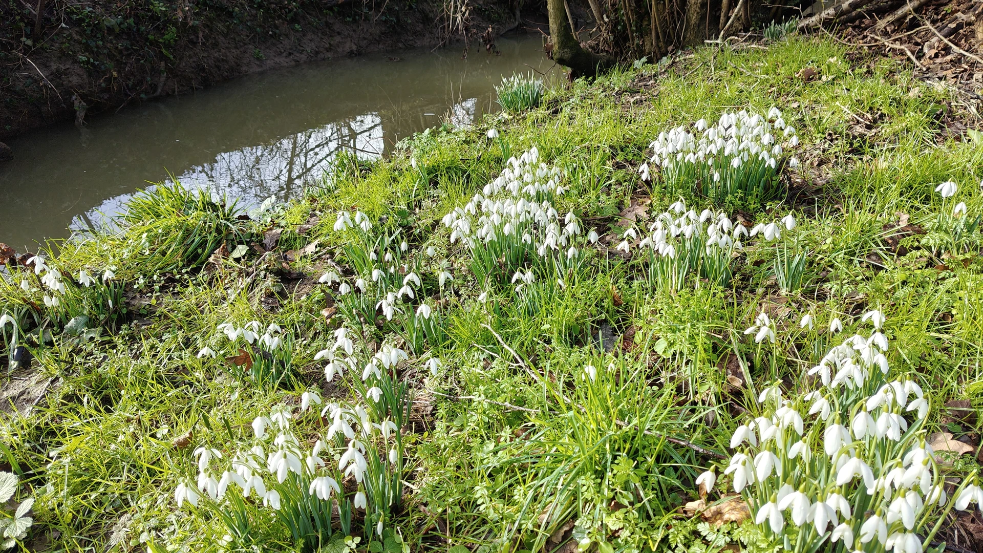 An image depicting the trail Staffhurst Wood East Loop and its surrounding area.