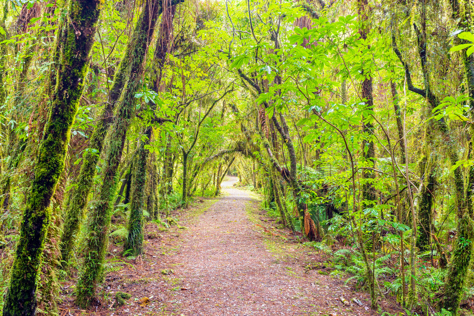 An image depicting the trail Lake Kaniere Walkway and its surrounding area.