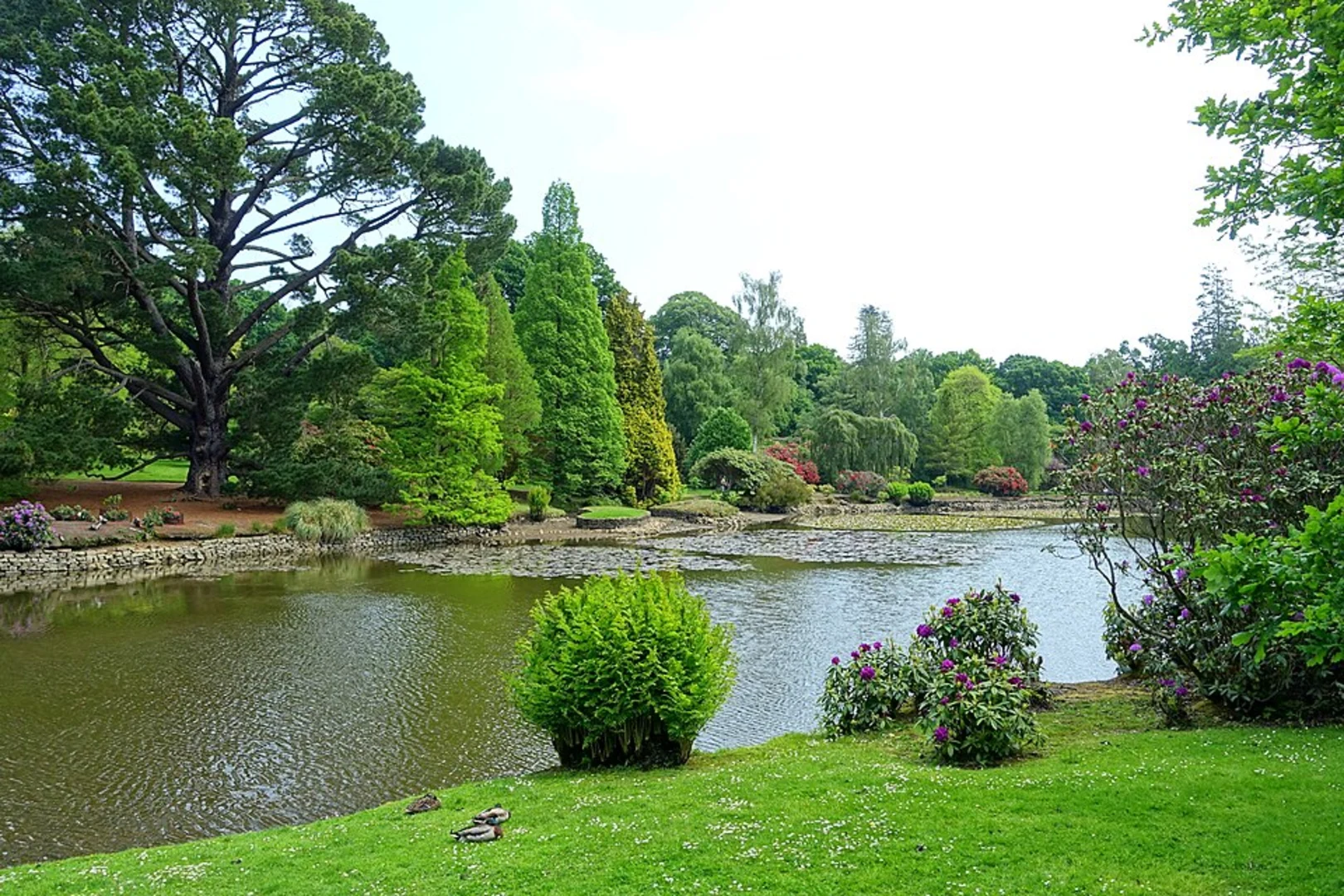 An image depicting the trail Lower Woman's Way Pond and Sheffield Park Loop and its surrounding area.