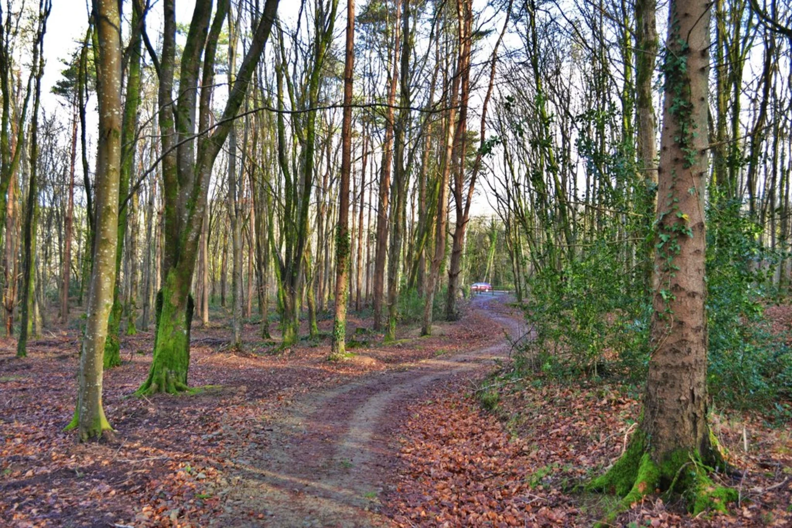 An image depicting the trail Minwear - Canaston Woods and its surrounding area.