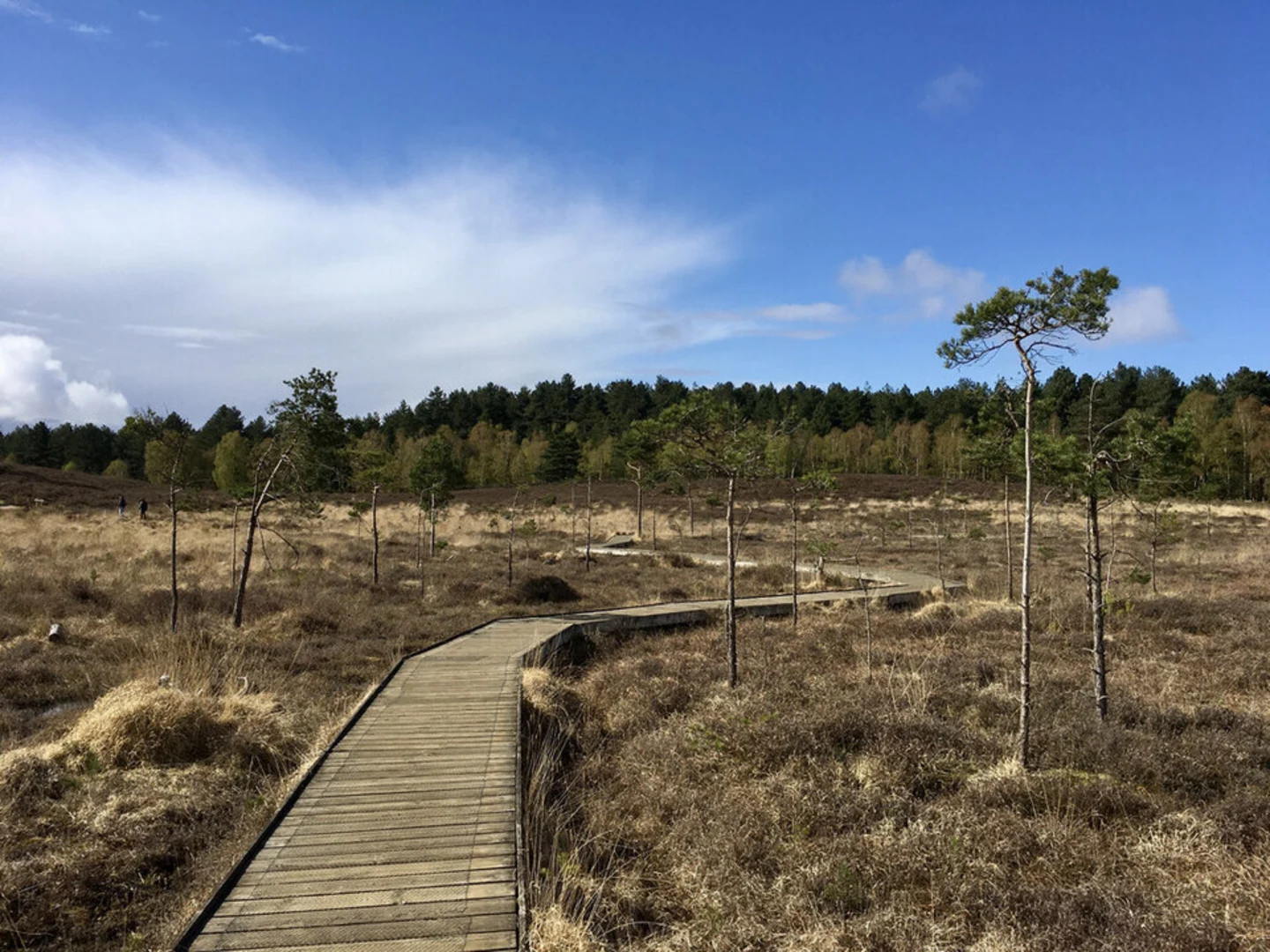 An image depicting the trail Dersingham Bog and its surrounding area.