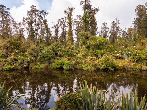 Three Mile Pack Track - Ōkārito Coastal Walk