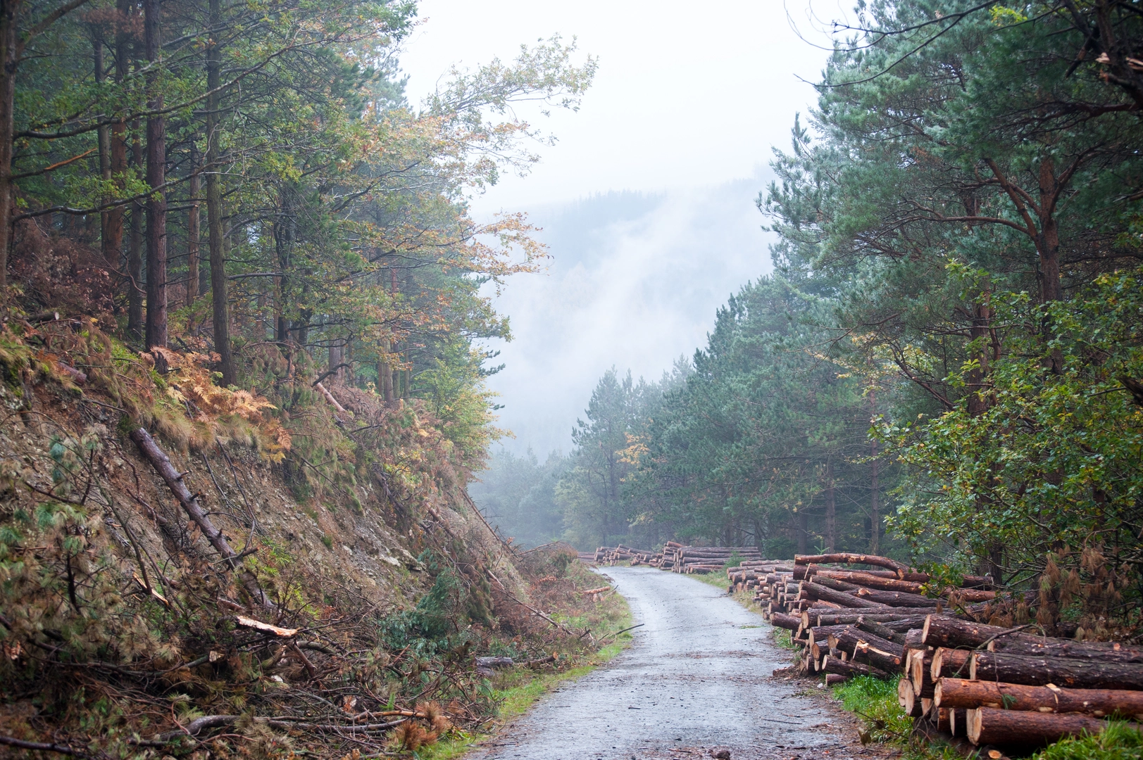 An image depicting the trail Powerscourt Waterfall and its surrounding area.