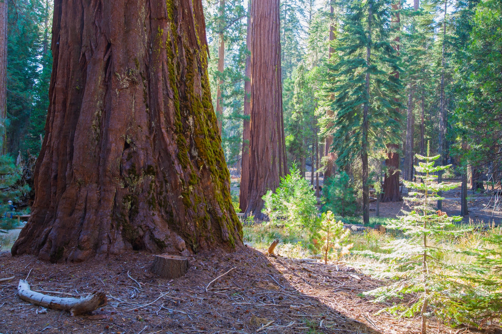 An image depicting the trail Salt Creek Loop - Skyline Drive and its surrounding area.