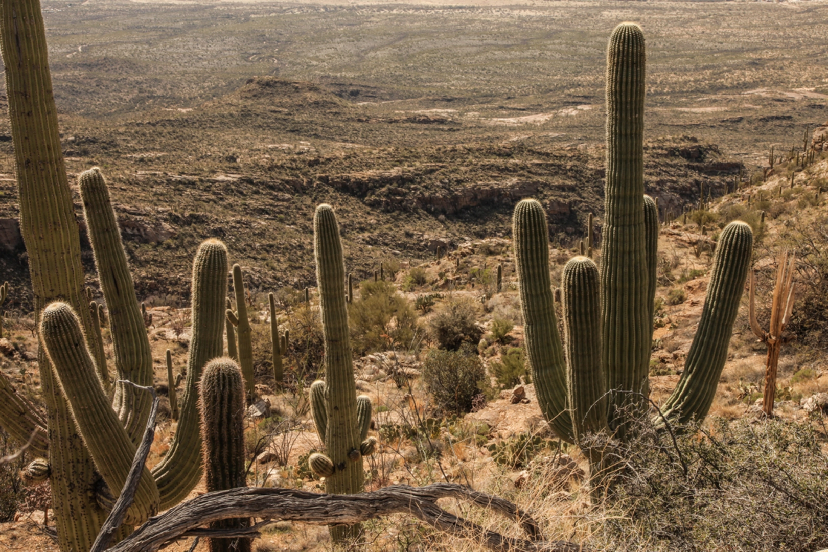An image depicting the trail Javelina West Wash Trail and its surrounding area.