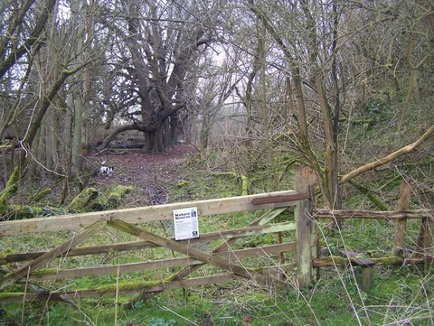 Bisham Woods, Quarry Wood and High Wood Loop