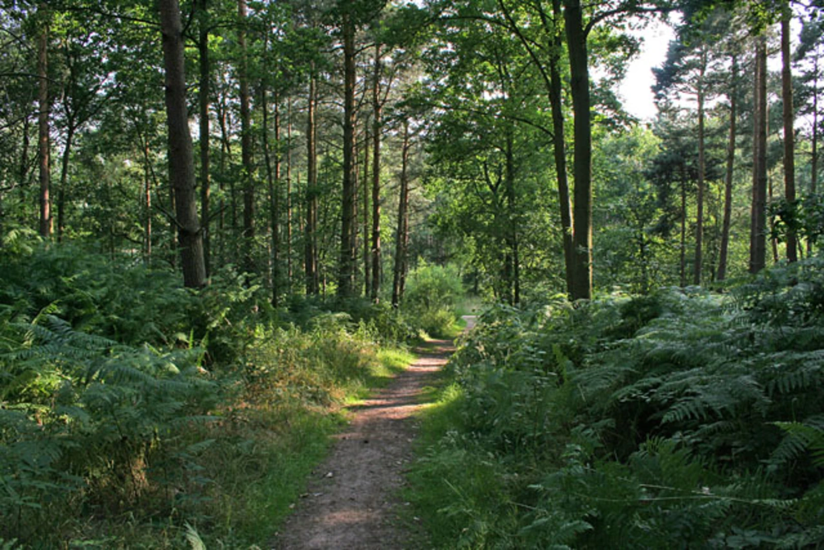 An image depicting the trail Newton Linford and Thornton Loop via Martinshaw Wood and its surrounding area.