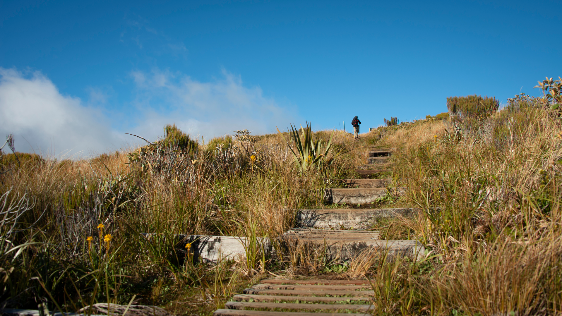 An image depicting the trail Pouakai Range Tramping Tracks - Dover Track to Pouakai Hut and its surrounding area.