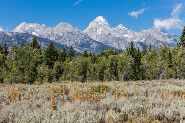 An image depicting the trail Lupine Meadows Trail and its surrounding area.