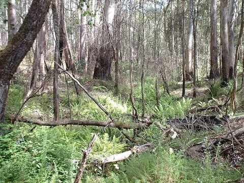 Stringybark Creek Historical Reserve Walk