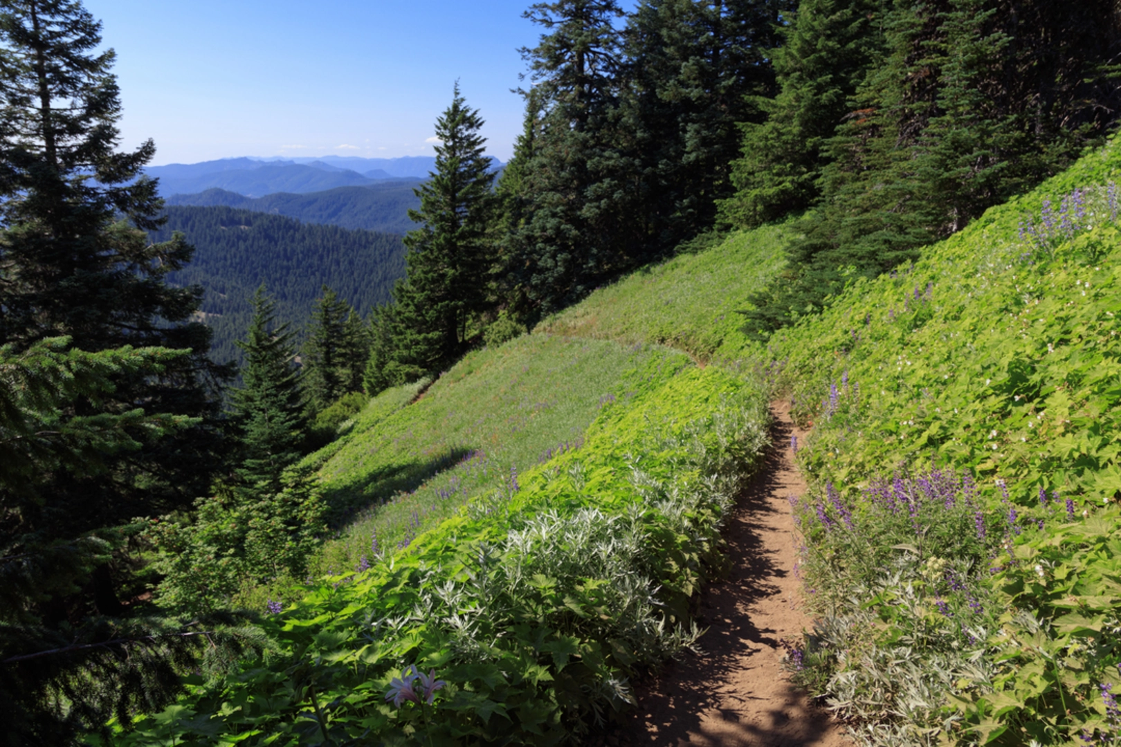 An image depicting the trail Cone Peak Trail and its surrounding area.
