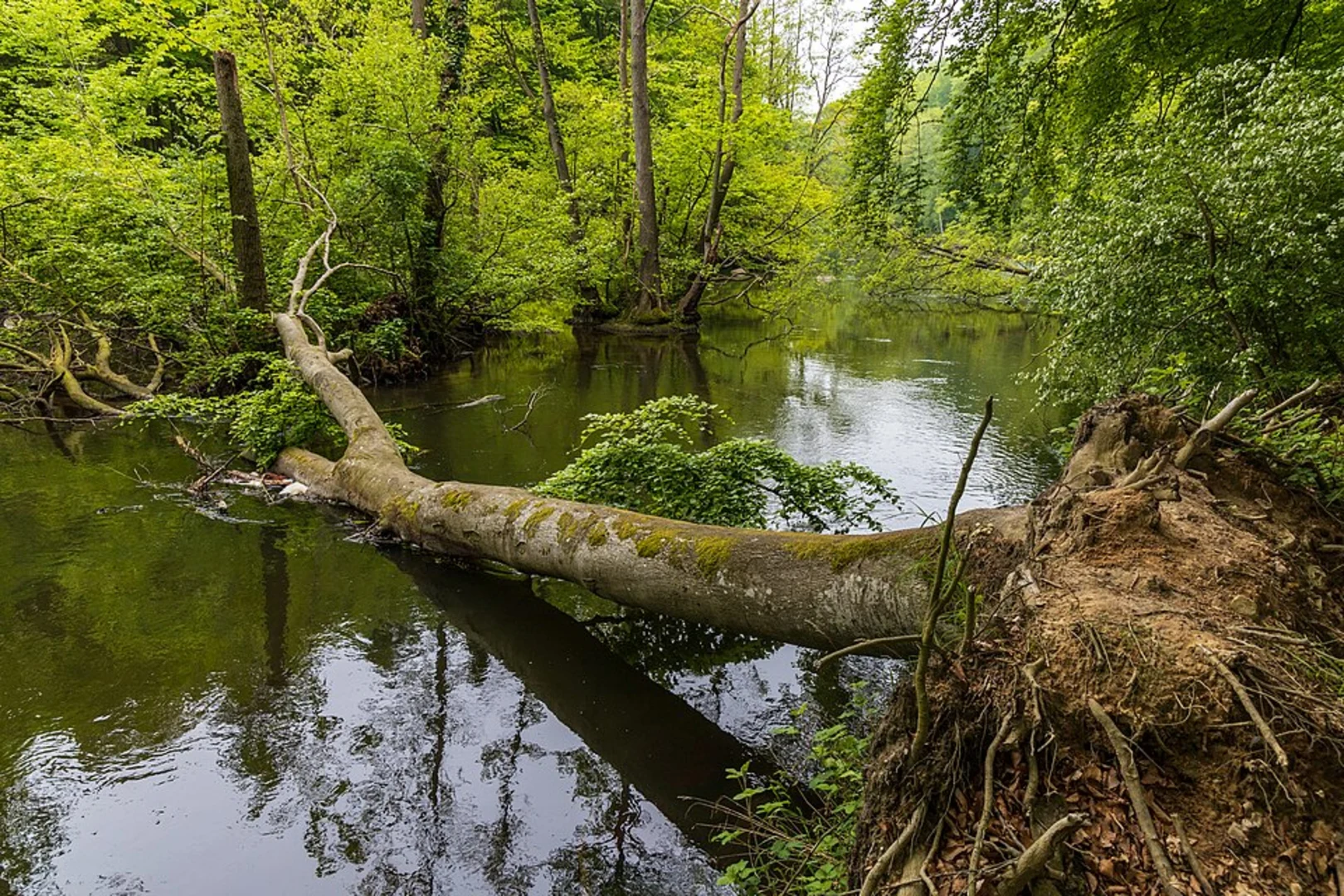An image depicting the trail Naturschutzgebiet Altarm der Schwentine, Rosensee and Raisdorfer Mühle Loop and its surrounding area.