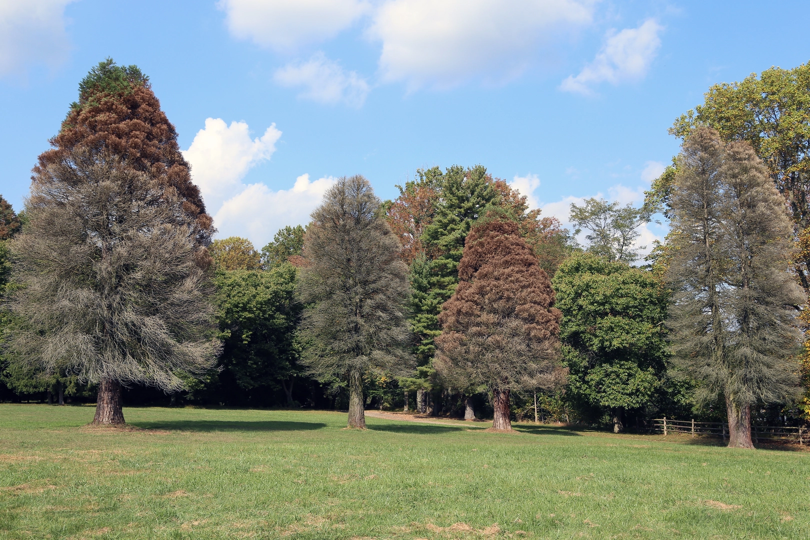 An image depicting the trail Newlin Grist Mill Park Loop and its surrounding area.