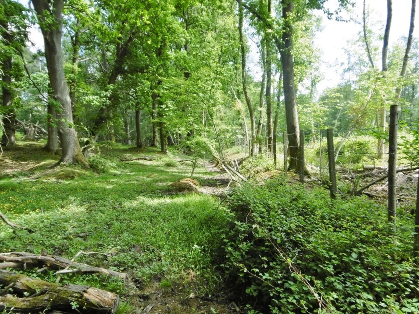An image depicting the trail Pilley to East Boldre Walk and its surrounding area.