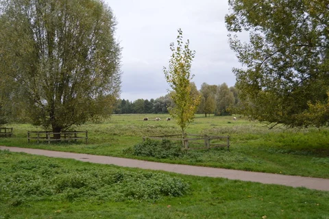 Stourbridge Common and Ditton Meadows