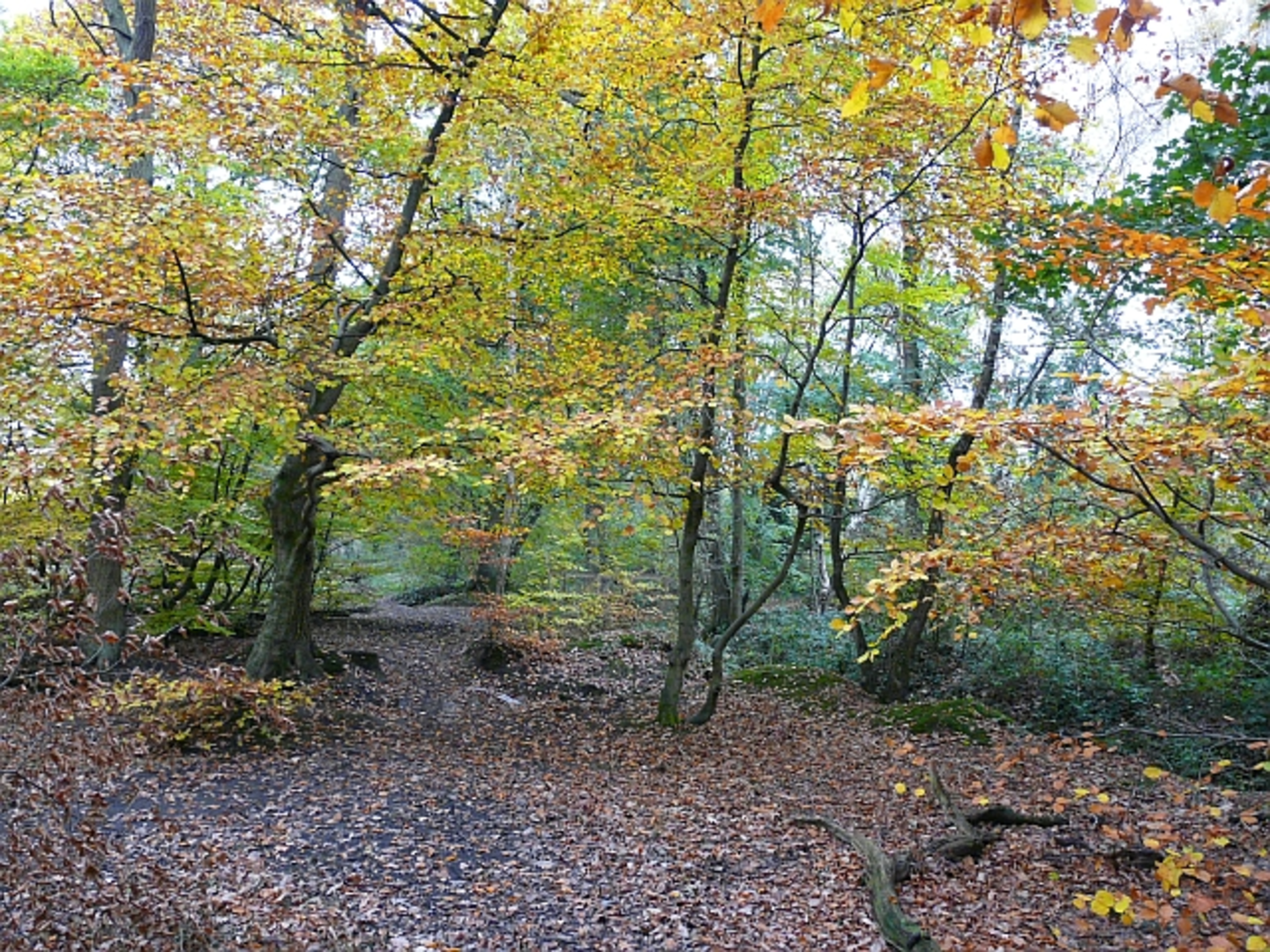 An image depicting the trail Kingmoor South Nature Reserve Loop and its surrounding area.