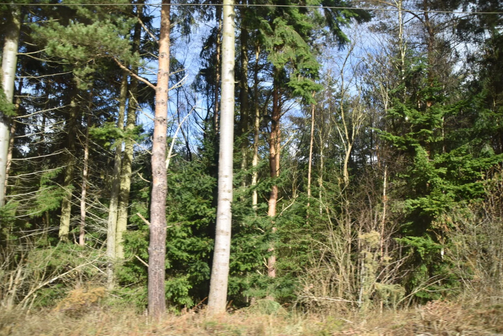 An image depicting the trail W Bowburn Way and its surrounding area.