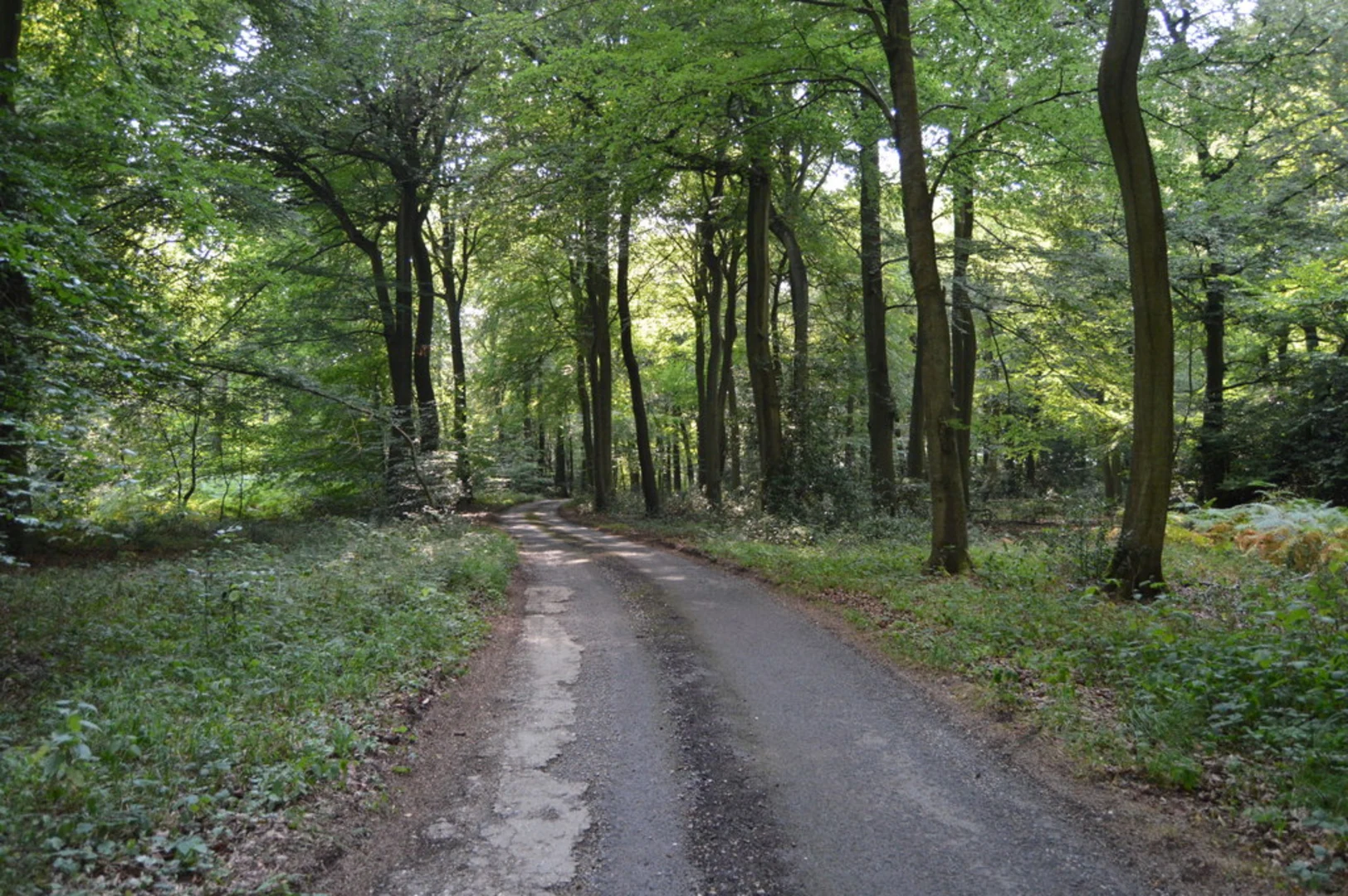 An image depicting the trail Henley on Thames, Highmoor and Rotherfield Peppard Loop and its surrounding area.
