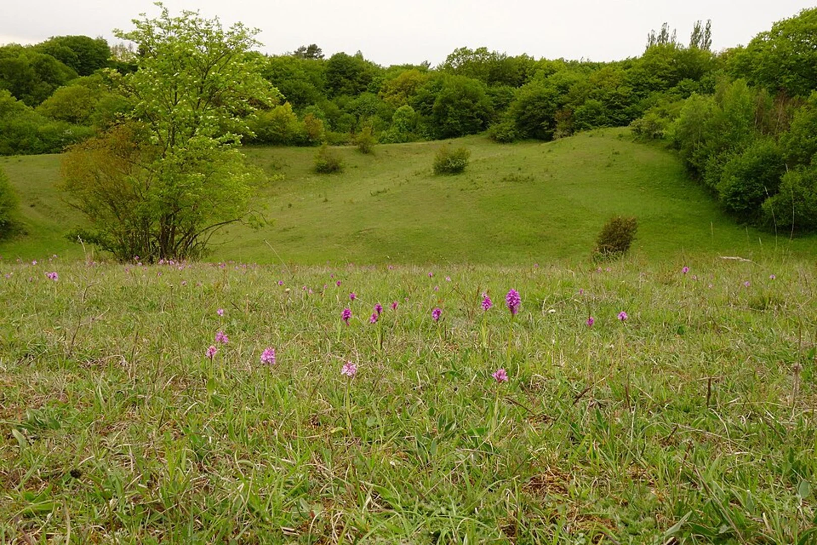 An image depicting the trail Christkindelsfelsen and Langentalblick Loop - Rumbach and its surrounding area.