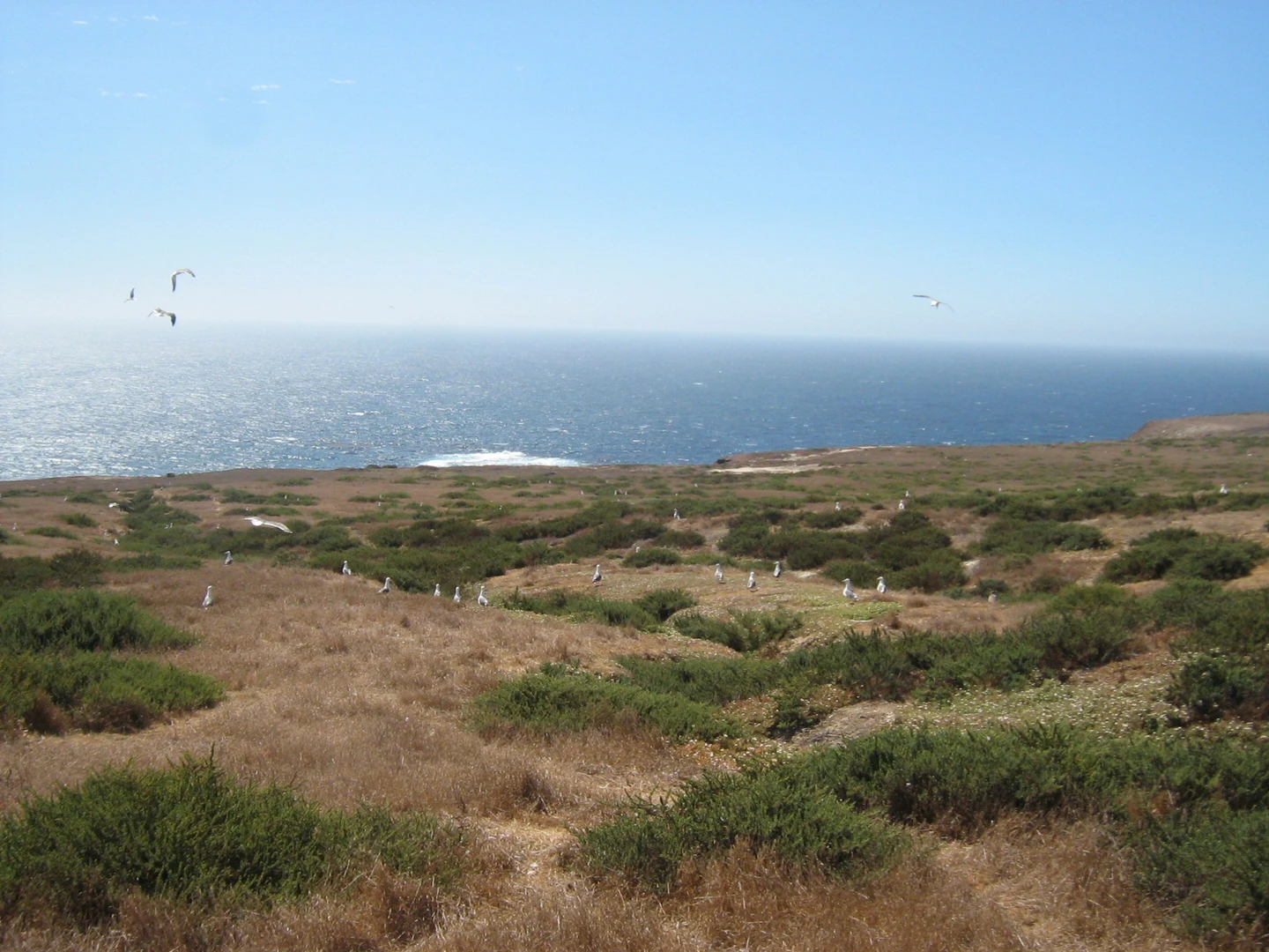 An image depicting the trail Elephant Seal Cove Trail and its surrounding area.