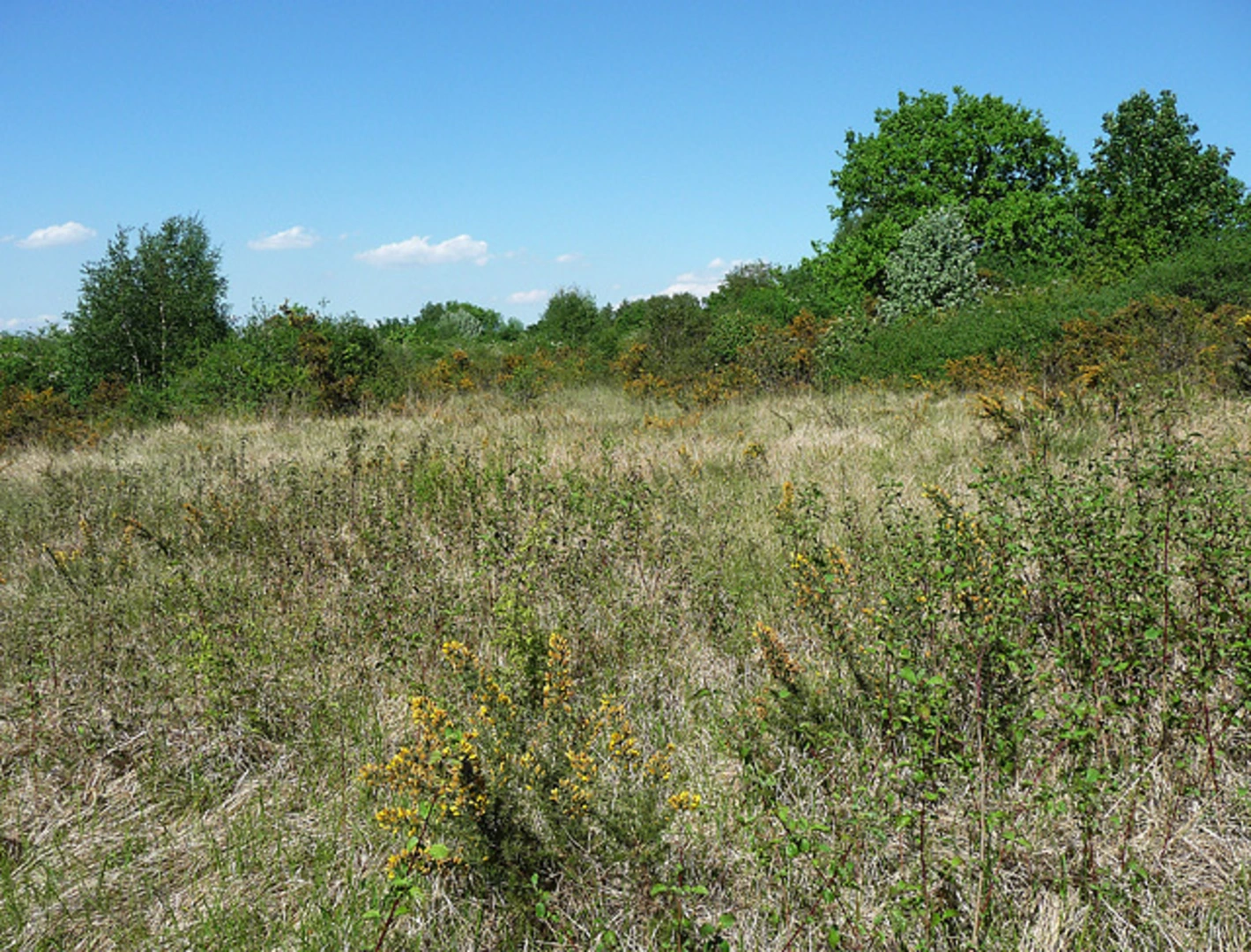 An image depicting the trail Banstead Downs and its surrounding area.