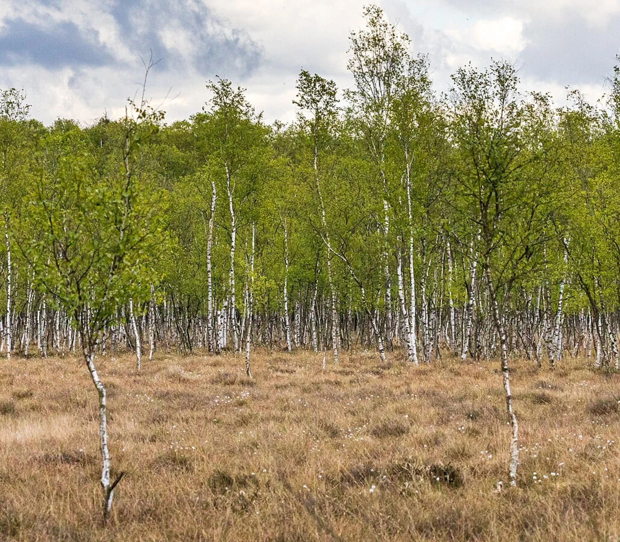 An image depicting the trail Stodthagen via Stauner Weg and its surrounding area.