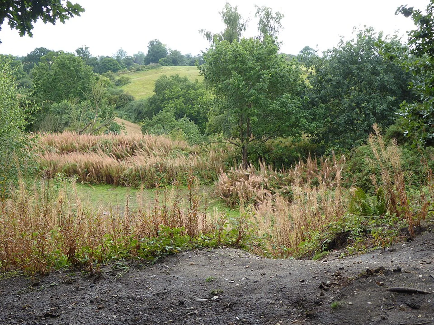 An image depicting the trail Blackweir Pond and Broom Hill in Loughton Country Park and its surrounding area.