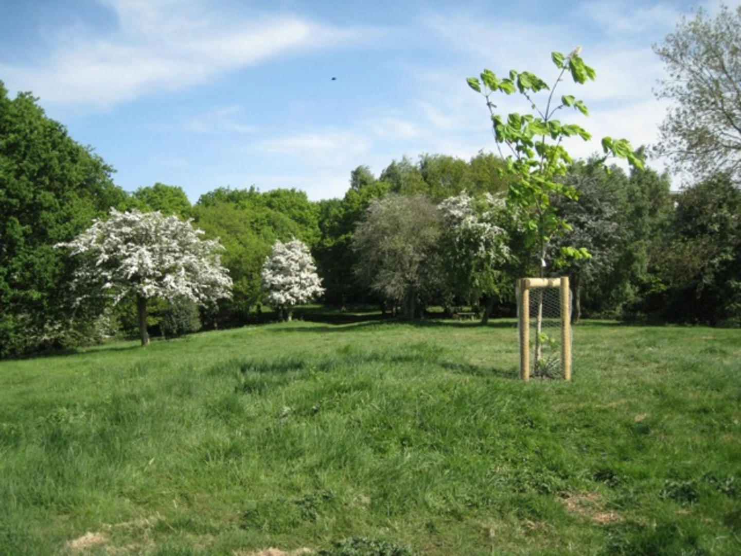 An image depicting the trail Mill Mound Walk and its surrounding area.