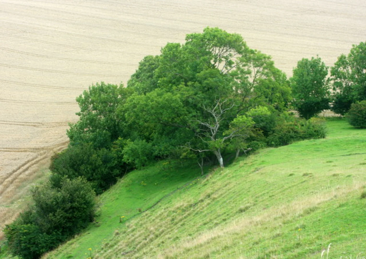 An image depicting the trail Cley Hill Walk and its surrounding area.