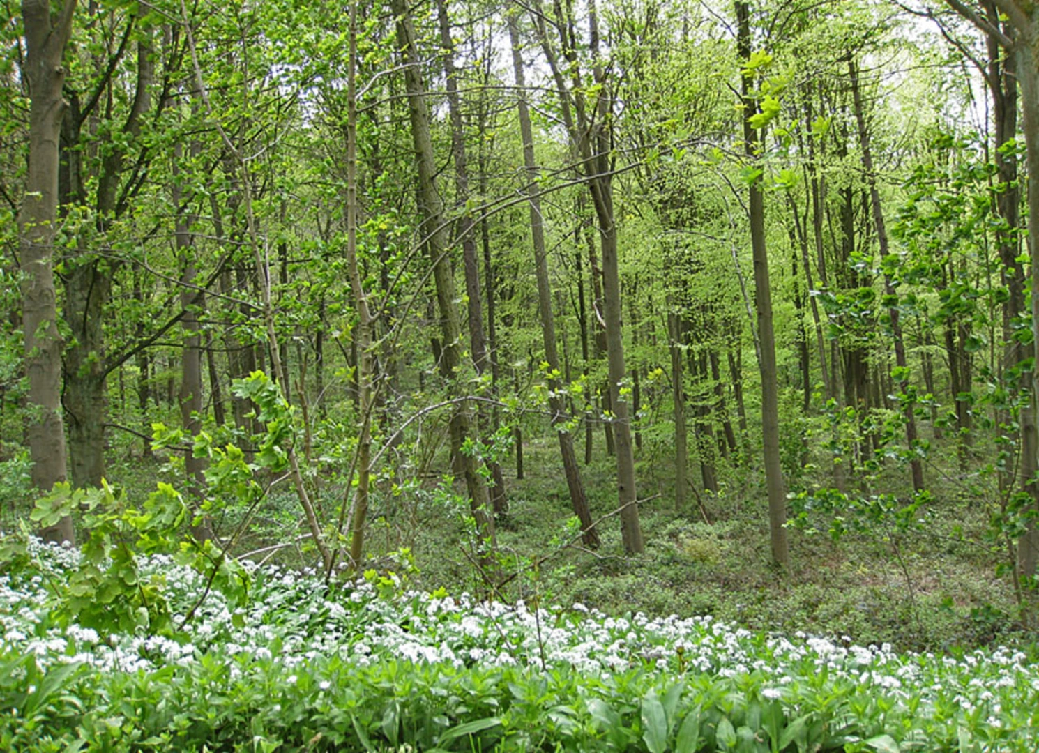 An image depicting the trail Thurtle Wood and Cum Hag Wood Loop and its surrounding area.