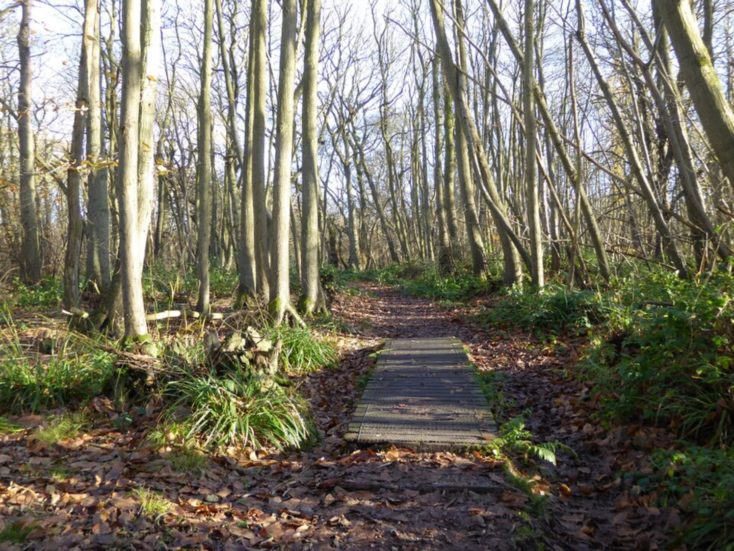 An image depicting the trail Stour Wood, Copperas Bay and East Grove Loop and its surrounding area.