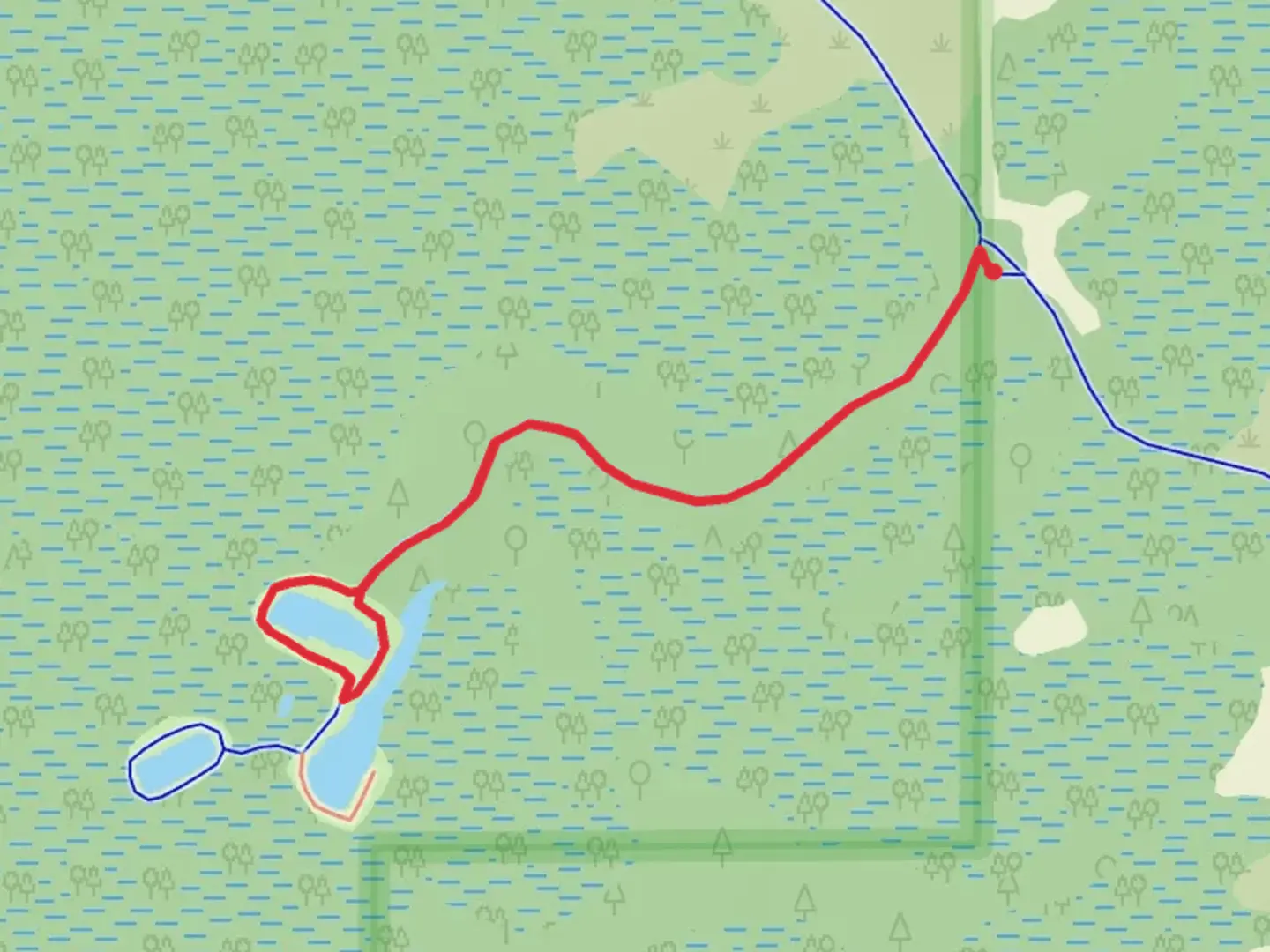 An image depicting the trail Chassahowitzka River and Coastal Swamp Short Trail and its surrounding area.