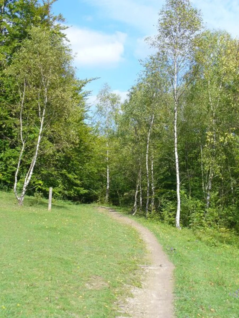 An image depicting the trail Dunley Wood and North Downs Way and its surrounding area.