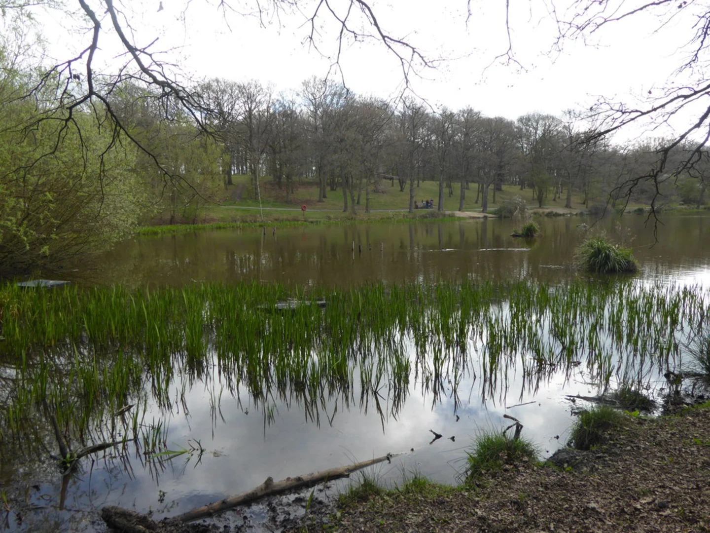 An image depicting the trail Childerditch Wood, Old Hall Pond and Long Plantation Loop and its surrounding area.