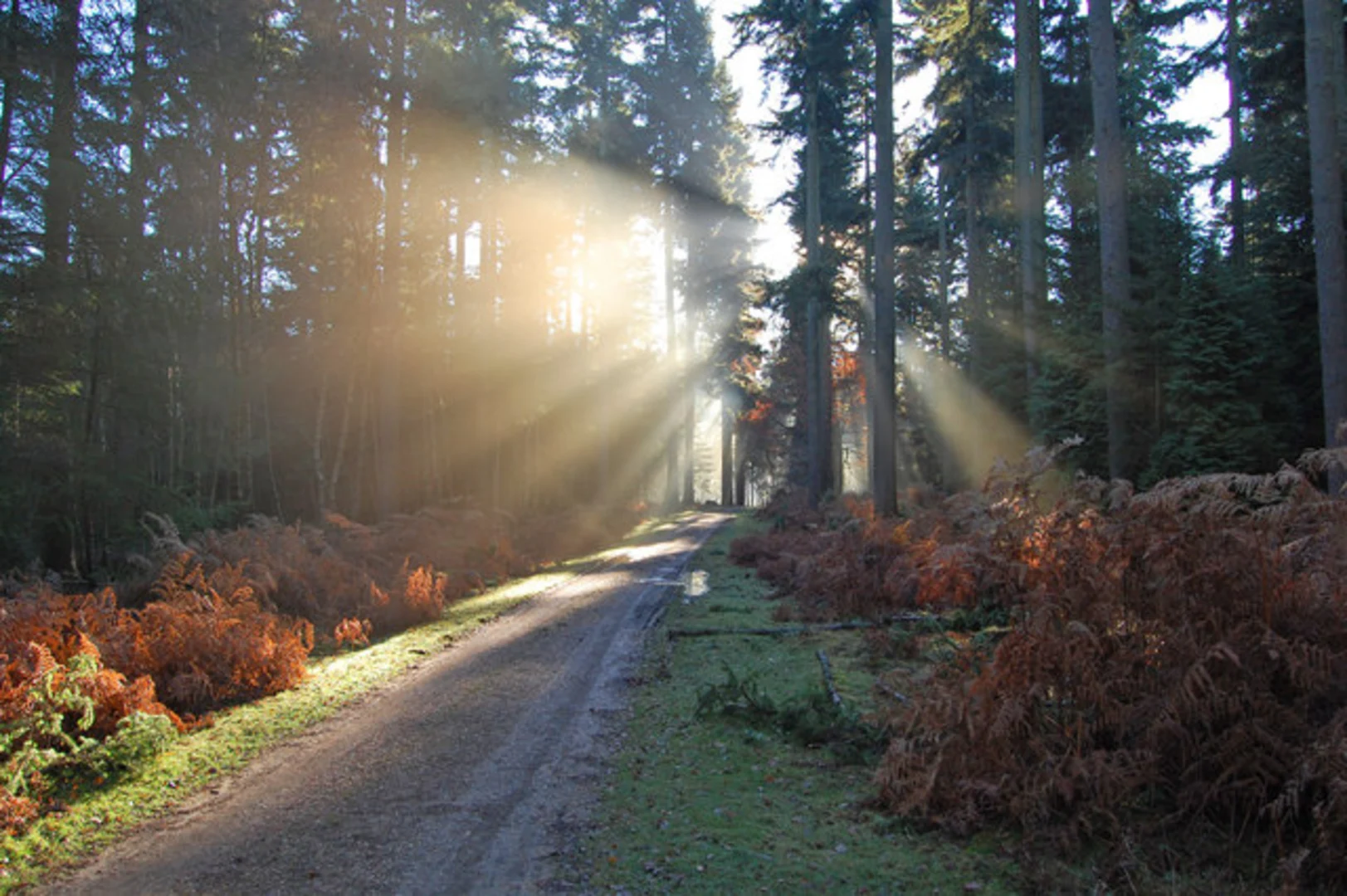 An image depicting the trail New Forest National Park, Acres Down Loop - Emery Down and its surrounding area.