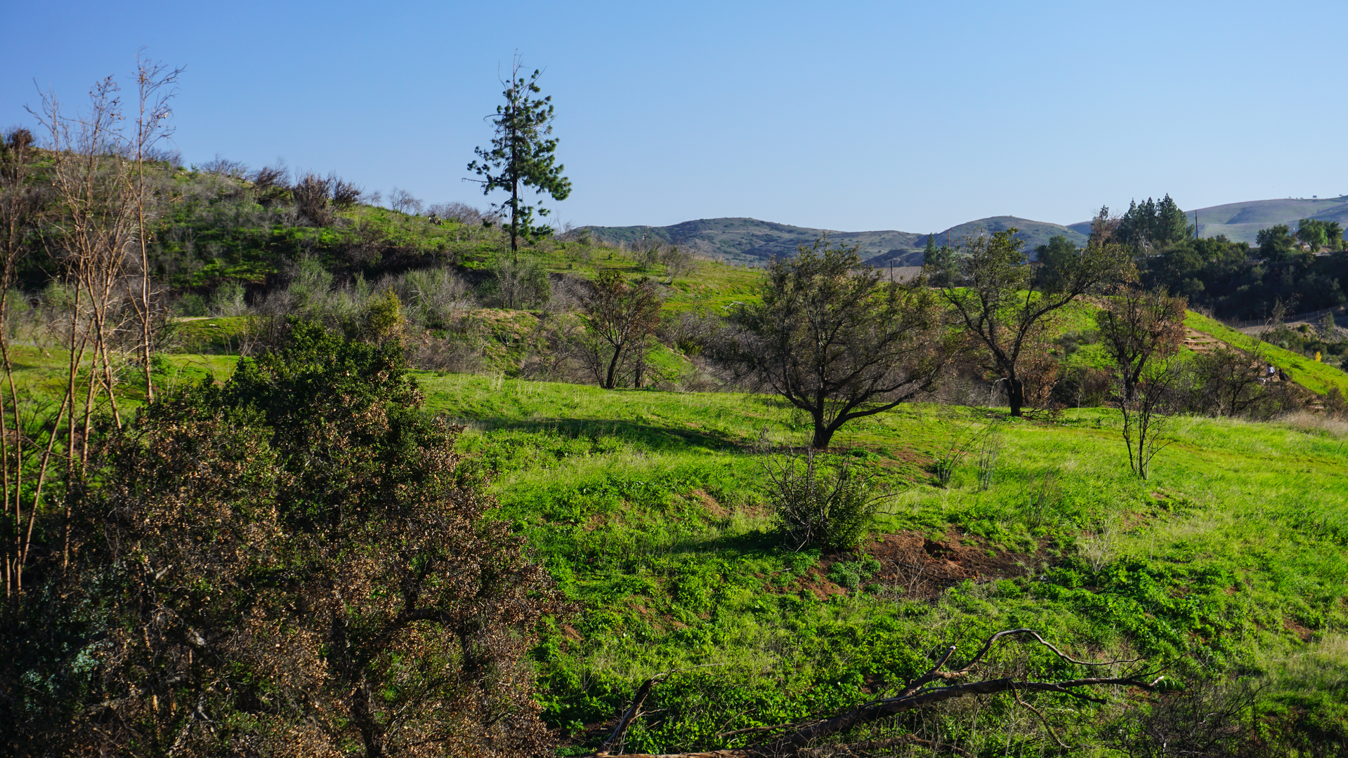 An image depicting the trail Robbers Peak - Barham Ridge - Coachwhip - Yucca Ridge Loop Trail and its surrounding area.