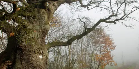 An image depicting the trail Sintfeld-Höhenweg and its surrounding area.
